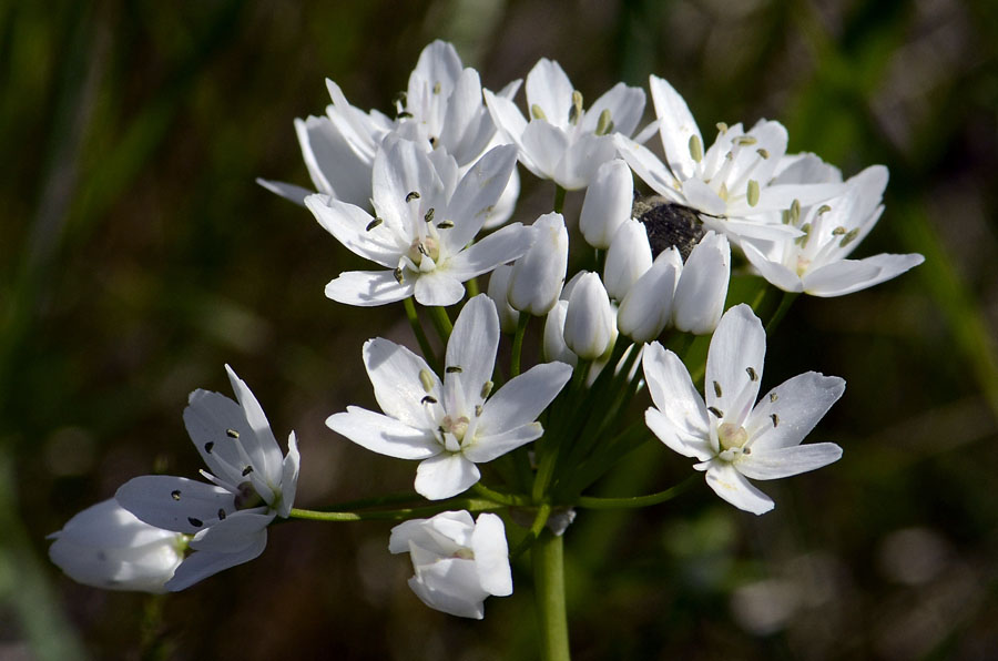 Allium neapolitanum